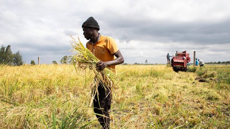 West African Nations Push New Food Security Partnerships